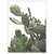Wendover Cacti on White 1