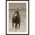 Wendover Sable Antelope 2