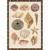 Wendover Seashell Collection 2