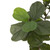 Four Hands Faux Fiddle Leaf Tree - 7'