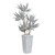 John Richard Frosted Agave Plant