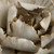 John Richard Porcelain Peony Wall Art - Small