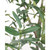 John Richard Tuscan Olive
