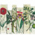 Antique Botanical Series Collection