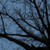 Art Classics Twilight Trees Blue Left