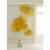 Phillips Collection Flower Wall Art, Dandelion, LG