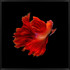 Wendover Halfmoon Betta 2