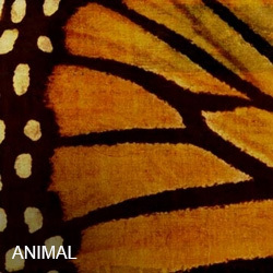 Animal Artwork
