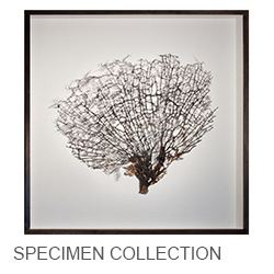 Mirror Home Specimen Collection
