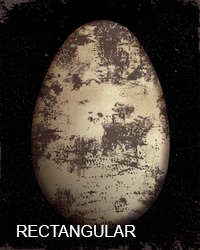 Rectangular Paintings