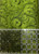 Green vines and florals wide backing Green vines and florals wide backing