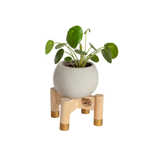 Modern Mini Plant Stand in Gold