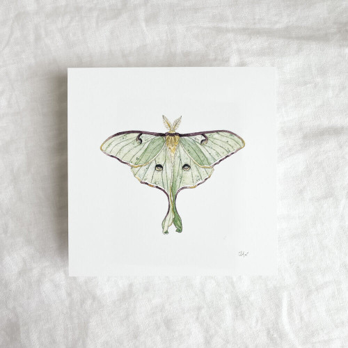 Luna Moth Print by Chloé Gray