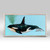 Orca Mini Framed Canvas Print by Eli Halpin