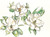 Magnolia Flowers Print by Katie Chance + 11"x14"