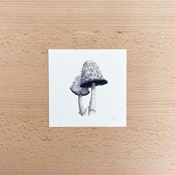 Mushroom Study #3, Shaggy Mane Mini Print by Chloe Jane Gray
