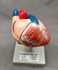 Model Heart on stand