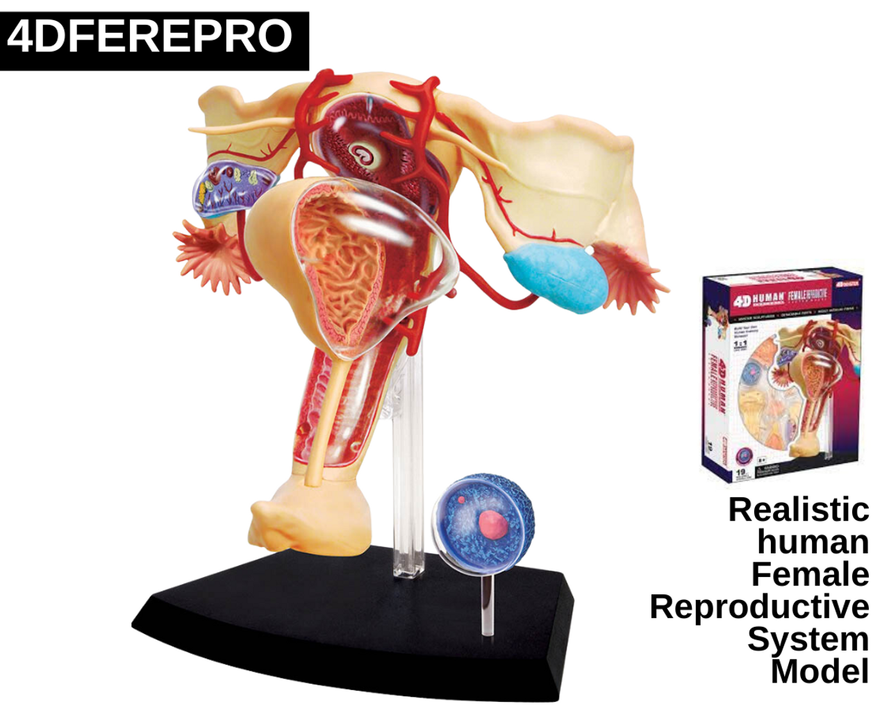 Female Reproductive System Model