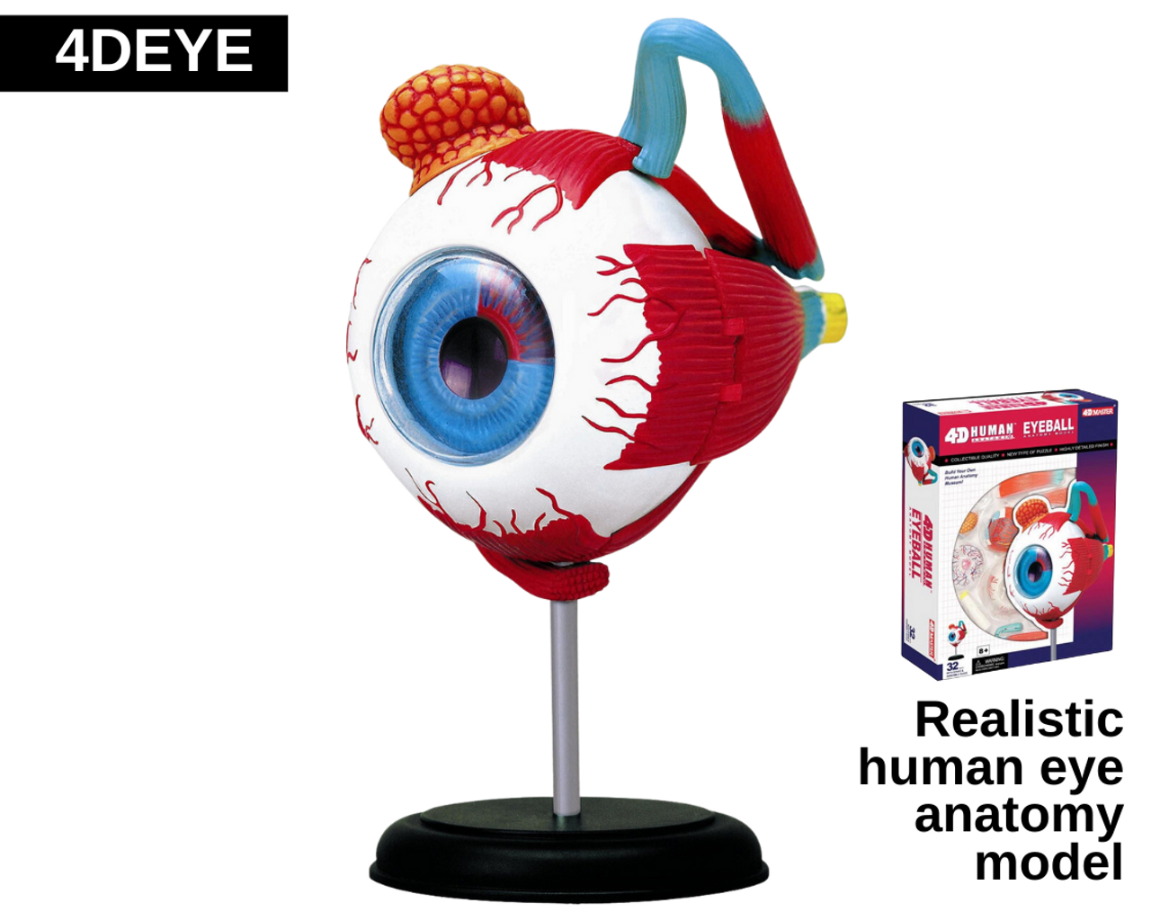 Realistic human eye anatomy model.
