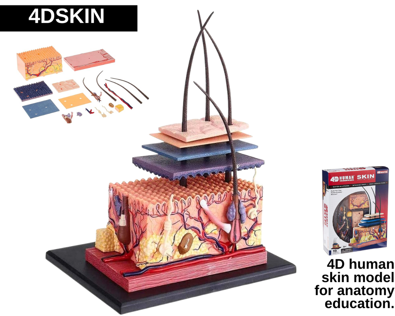 4D human skin model for anatomy education.