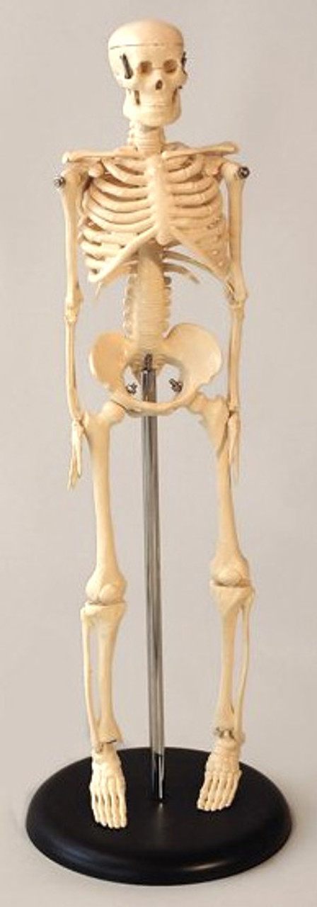 Model Skeleton 16" / 42cm