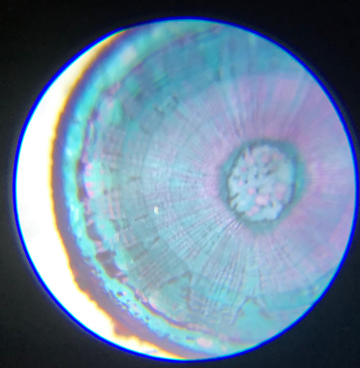 Plant cell under Pocket Microscope MS10081A