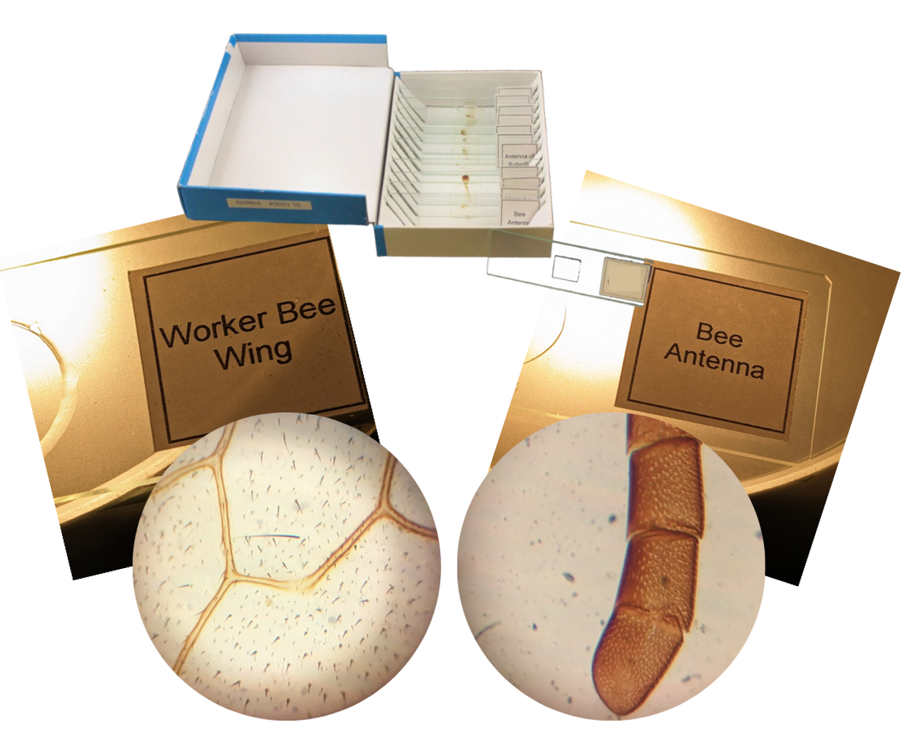 Microscope Slide Set - Insect Organs and Body Parts

Use your microscope to explore the incredible details of various insect organs and body parts with this set of 12 prepared slides. Each slide is crafted from high-quality glass, and real insect specimens have been meticulously secured on the slides, all protected by glass slide covers.