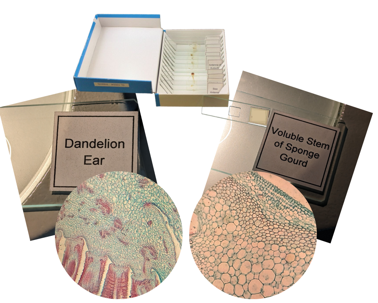 Each set includes twelve different slides. Slides are glass.

Slides for this set include: Silver Berry Scaly Hair, Onion Rind, Fern Spore, Herbaceous Stem of Bitterweed, Voluble Stem of Sponge Gourd, Xeromorf Leaf of Nerium, Monocotyledonous Stem of Corn, Dandelion Ear, Tree Cell, Camellia Leaf Section, Woody Stem of Pine and Pine Needle c.s.