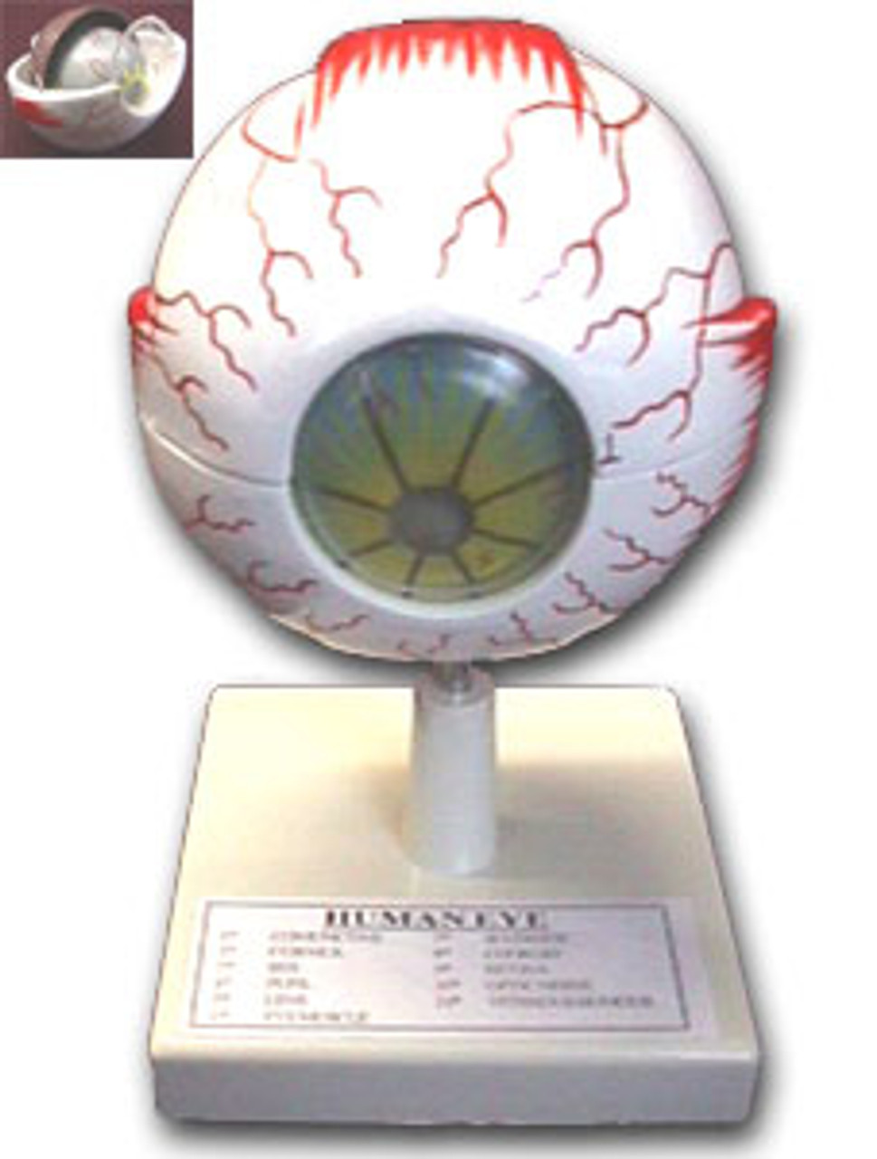 Model of the Eye