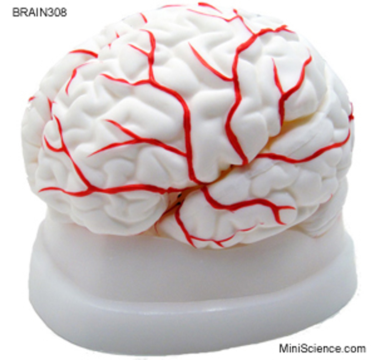 Brain Model, Dissectable in 8 pieces