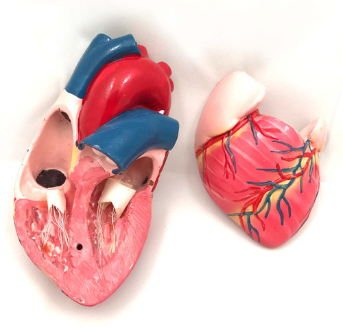 Two part model of human heart, hand made and hand painted for students.