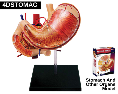 Stomach And Other Organs Model