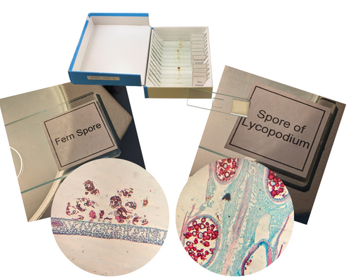 Each set includes twelve different slides. Slides are glass.

Slides for this set include: Spore of Lycopodium, Penicillium Notatum, Aspergillus Niger, Fern Spore, Bottle Brush Spore, A Leaf Spore, Pine Tree Pollen, Pumpkin Pollens, Pollen of Lily, Sunflower Pollen, Chrysanthenmum Pollen and Tulip Pollen.

Different stains might have been use during the slide preparation, to increase the visibility of sample.