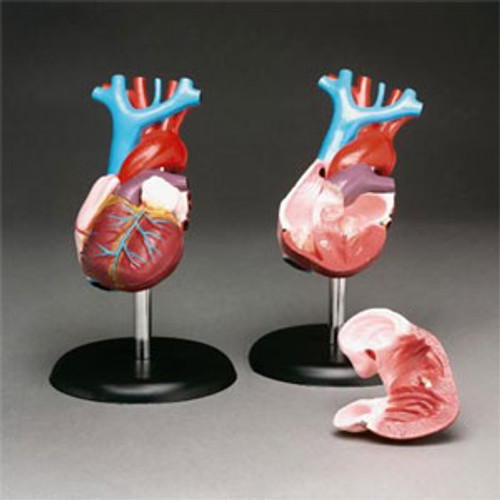 Heart Model, Life Size, Basic