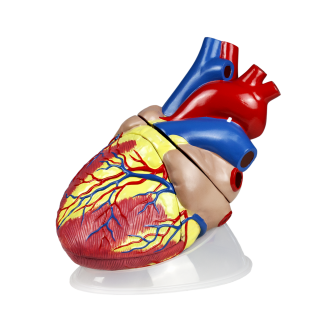 Jumbo Human heart model plastic - ScienceKitStore.com