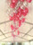 16" Qualatex Pearl White Latex Balloons 50ct