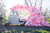 24" Tuf-Tex Romey Pearl Pink Latex Balloons 1ct #2455