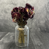Merlot Strawflowers in Vase