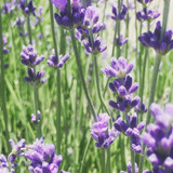 Lavender Garden in A Bag