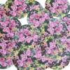 1.5" Sequins Petite Floral Pink Petunia Flowers Opaque