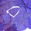 Fishscale Fin Sequin 1.5" Blue Violet Hologram Glitter Sparkle Metallic