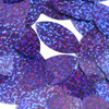 Navette Leaf Sequin 1.5" Blue Violet Hologram Glitter Sparkle Metallic