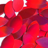 Navette Leaf Sequin 1.5" Red Lazersheen Reflective Metallic