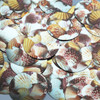 Round Sequin 1.5" Scallop Seashell Print Metallic