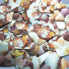 Square Diamond Sequin 1.5" Scallop Seashell Print Metallic