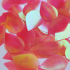 Teardrop Sequin 1.5" Coral Rose Ultra Crystal Rainbow Iris Iridescent