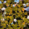 6mm Sequins Tortoise Mustard Mix
