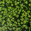 6mm Cup Sequins Bright Dark Lime Green Metallic Shiny Made in USA