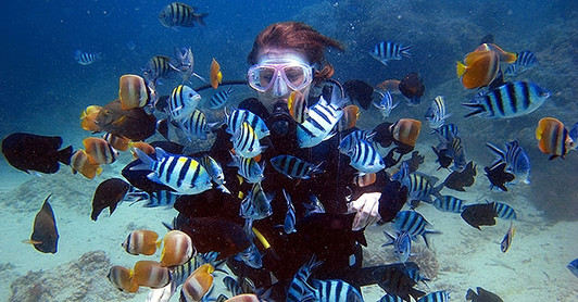 PADI Scuba Referral Certification Dives