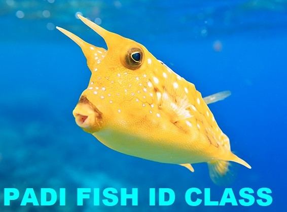 Padi Fish Identification Class